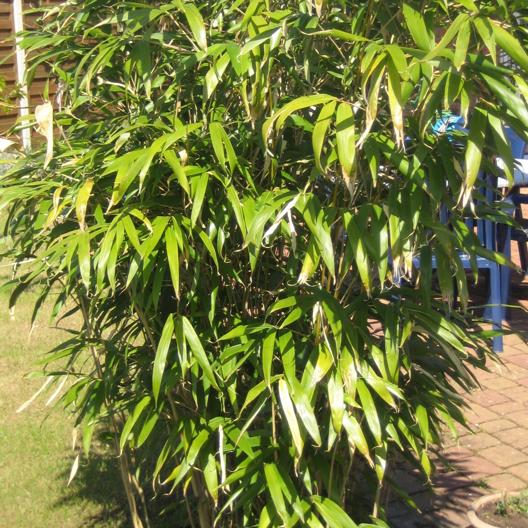 bambus pflanzen entsprechen dem holz-element